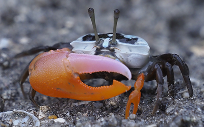 Photo of Gelasimus vomeris