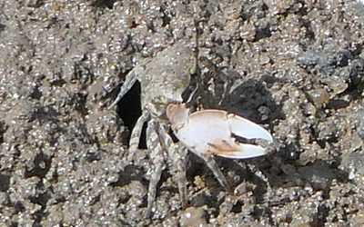 Photo of juvenile Gelasimus vomeris