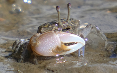 Photo of juvenile Gelasimus vomeris