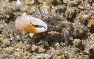 Photo of juvenile Gelasimus vomeris